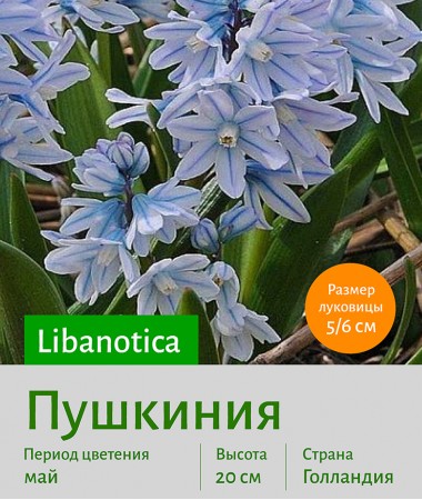  Пушкиния (Puschkinia) libanotica